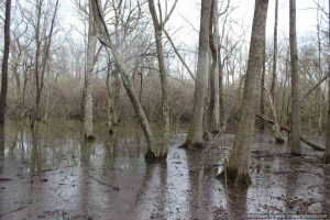 Mississippi Delta Hunting Duck Hunting Land For Sale