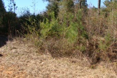 Pike County MS Home Site For Sale