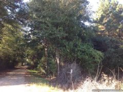 rural-land-for-sale-in-walthall-county-ms