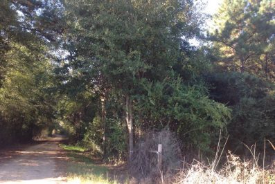 rural-land-for-sale-in-walthall-county-ms
