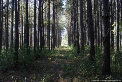 holmes-county-ms-hunting-land-for-sale