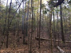 leake-county-ms-land-for-sale
