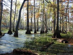 leflore-county-ms-land-for-sale