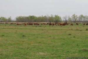 louisiana-cattle-farm-for-sale
