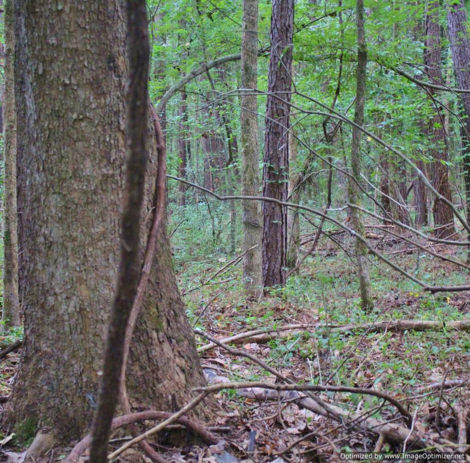 madison-county-ms-hunting-land-for-sale
