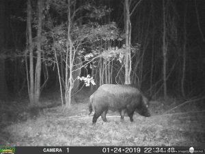 hunting-land-for-sale-in-smith-county-ms