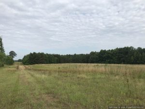 land-for-sale-in-amite-county-ms