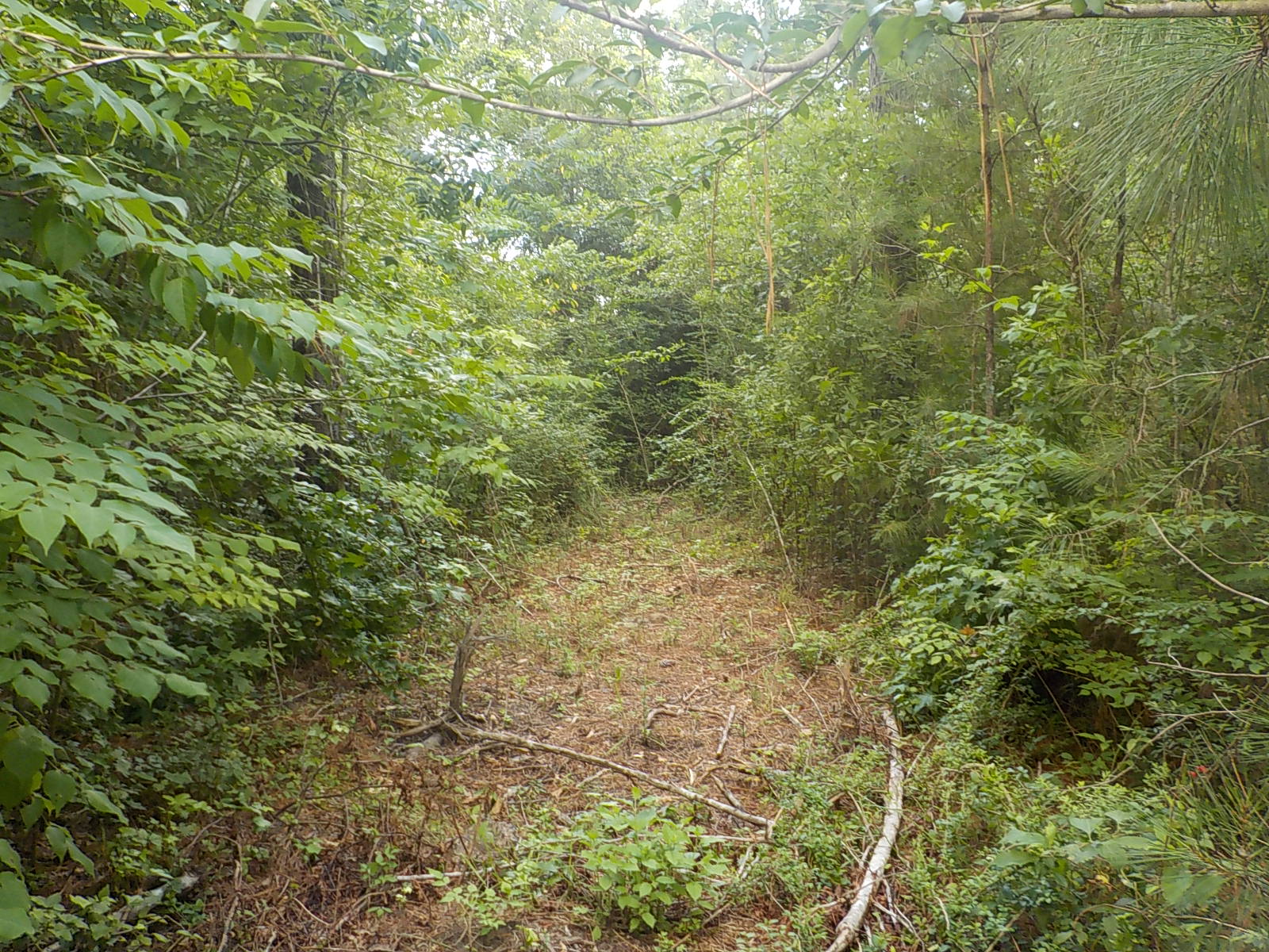 Maries County Land For Sale