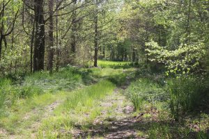 hunting-land-for-sale-in-tallahatchie-county-ms