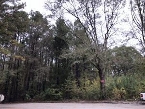 land-for-sale-in-simpson-county-ms