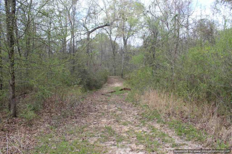 hunting-land-for-sale-in-yazoo-county-ms