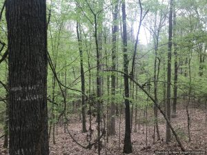 land-for-sale-in-jefferson-county-ms