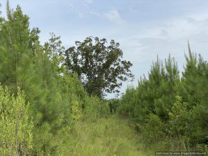 land-for-sale-franklin-county-ms