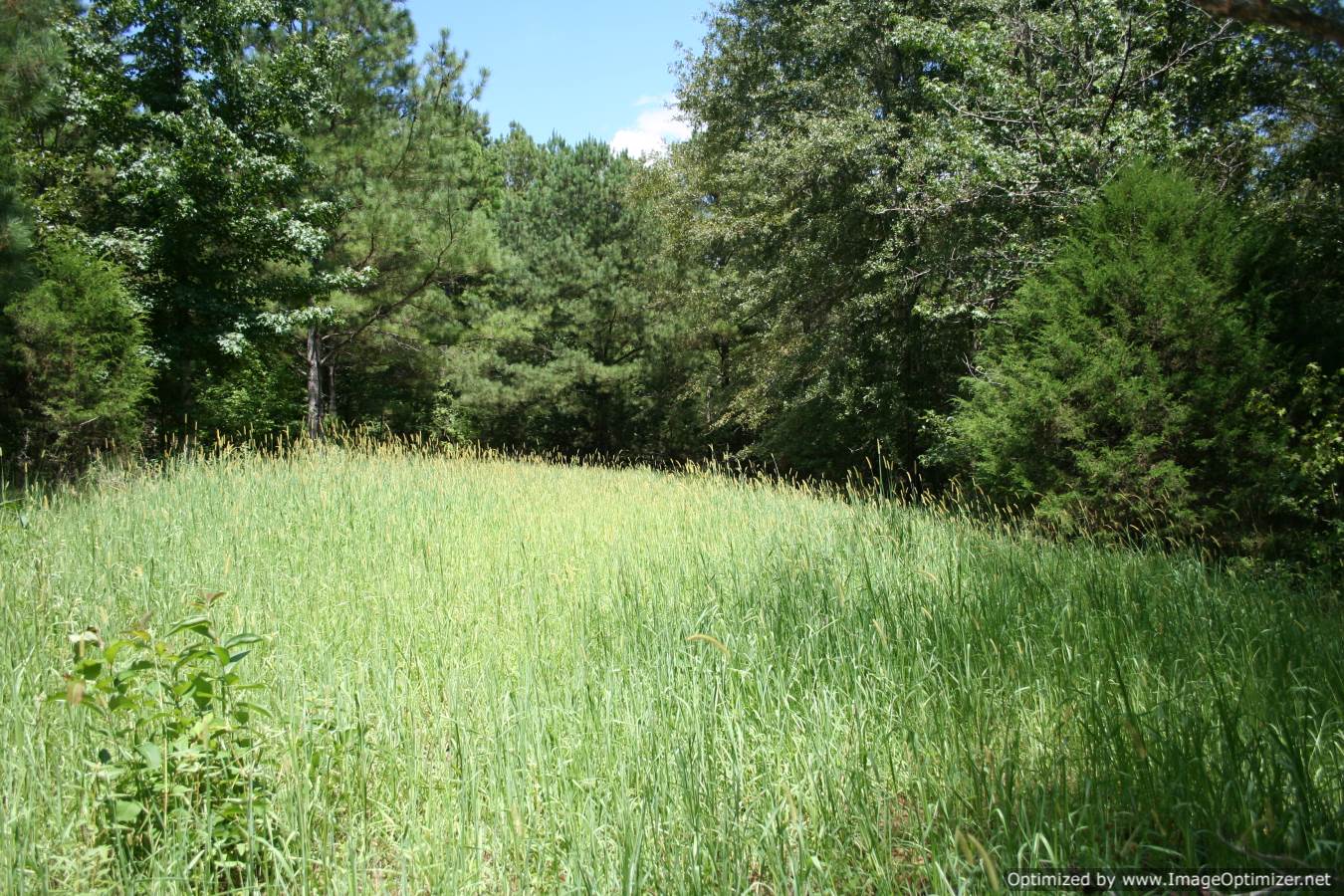 Land-for-Sale-in-Yazoo-County-MS