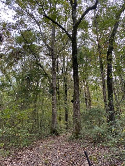 hunting-land-for-sale-in-leake-county-ms