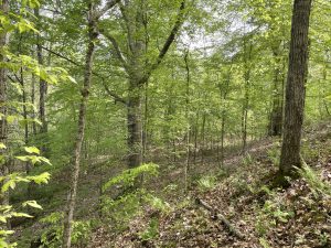 land-for-sale-holmes-county-ms