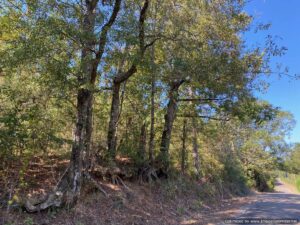 land-for-sale-in-amite-county-mississippi