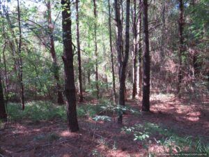 timber-land-for-sale-attala-county-ms