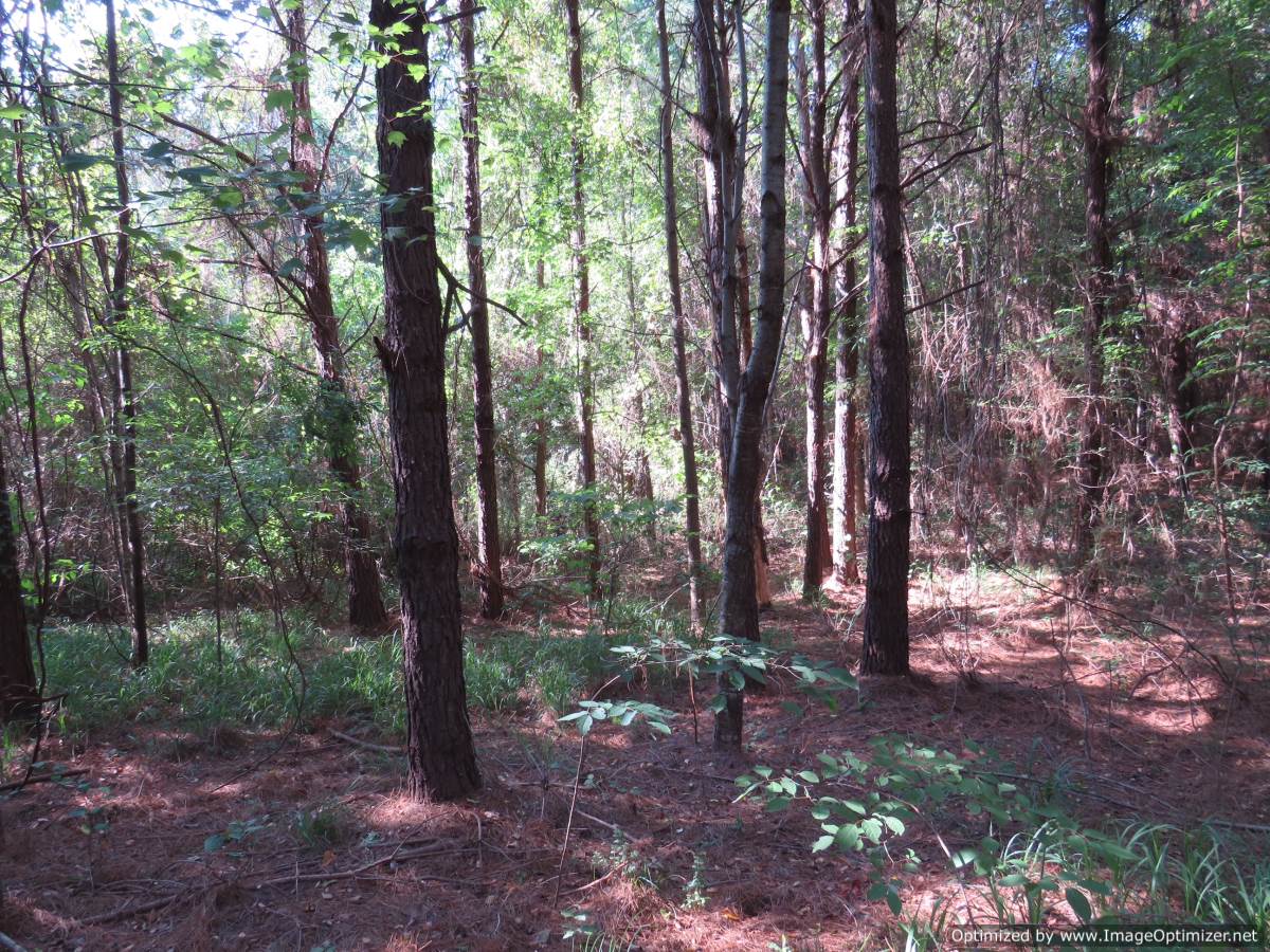 timber-land-for-sale-attala-county-ms