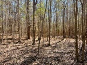 land for sale in Simpson County, MS