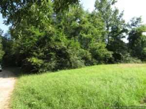land-for-sale-attala-county-ms