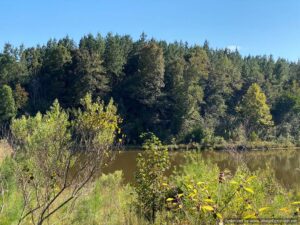 hunting-land-in-lawrence-county-ms