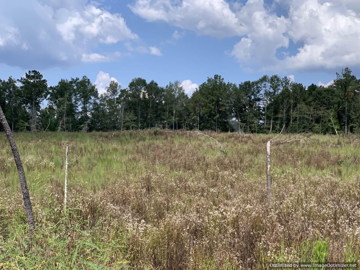 land-for-sale-Simpson-County-ms