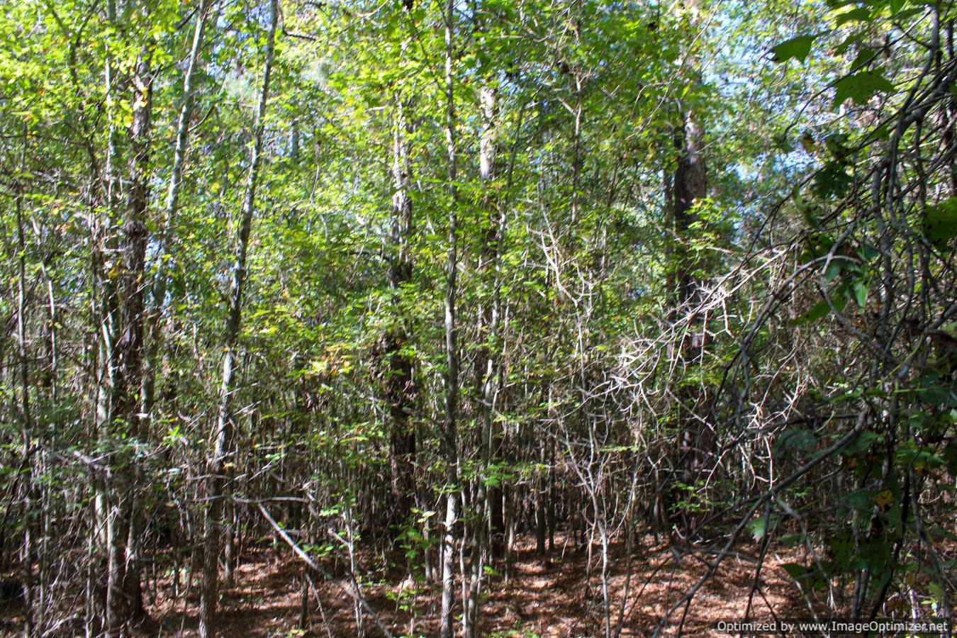 land-for-sale-leake-county-ms