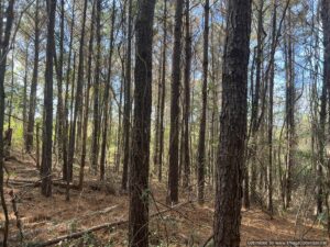 land-for-sale-leake-county-ms