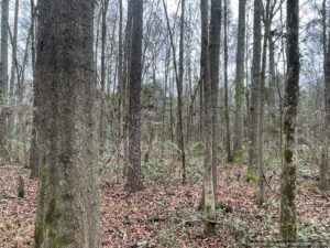 land-for-sale-scott-county-ms
