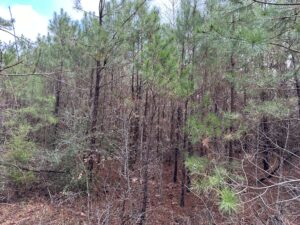 land-for-sale-newton-county-ms
