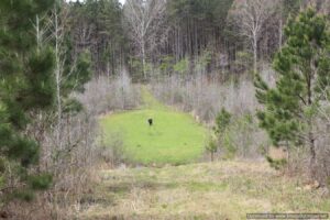 land-for-sale-attala-county-ms
