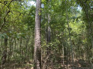 land-for-sale-copiah-county-ms