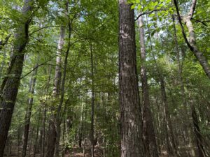 land-for-sale-lincoln-county-ms