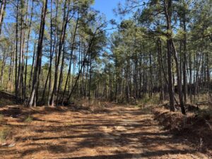 timberland-hunting-land-pike-county-ms