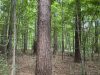 11-hunting-land-for-sale-in-copiah-county-ms