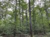 16-hunting-land-for-sale-in-copiah-county-ms