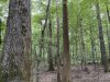 20-hunting-land-for-sale-in-copiah-county-ms
