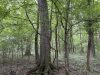 5-hunting-land-for-sale-in-copiah-county-ms